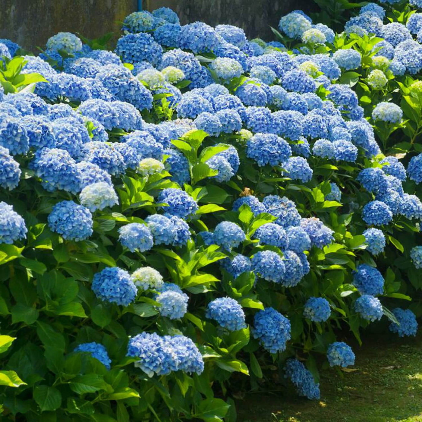 Hydrangea - Heaven Bound