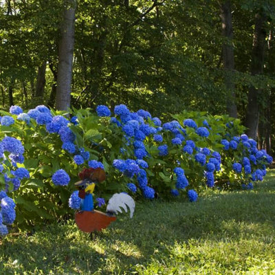 Hydrangea - Heaven Bound
