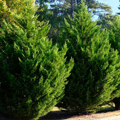 Cypress (Leyland) -Akers James