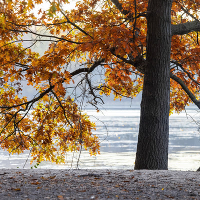 Pin Oak - Akers James