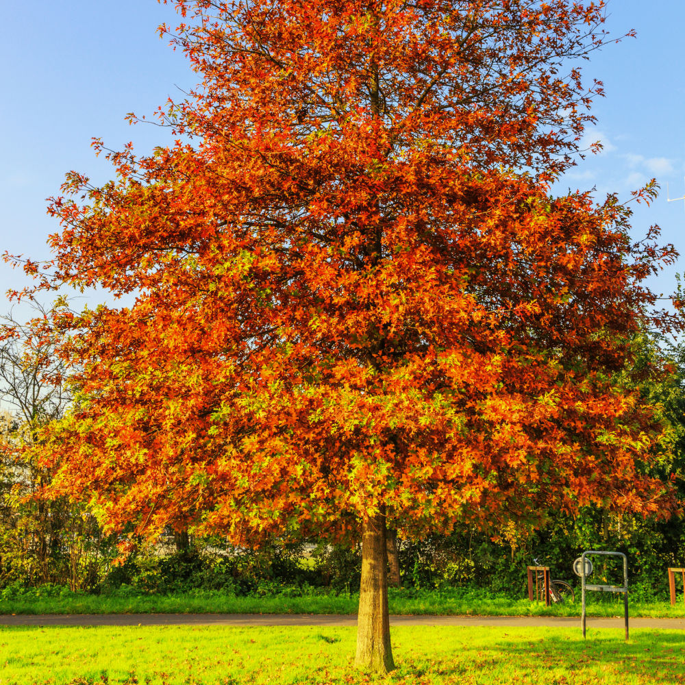 Pin Oak - Akers James