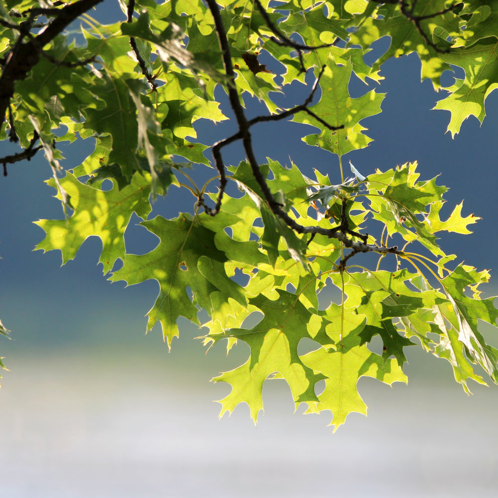 Pin Oak - Akers James