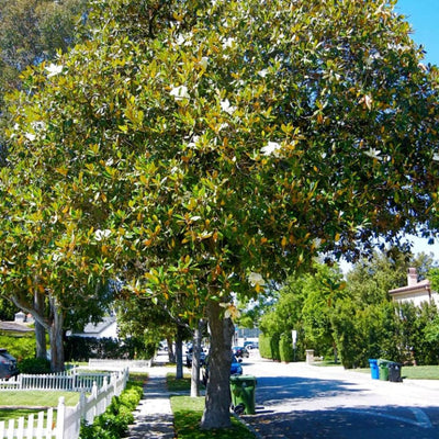 Southern Magnolia - Heaven Bound