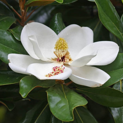 Southern Magnolia - Heaven Bound