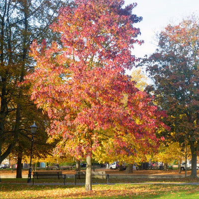American Sweet Gum - Heaven Bound