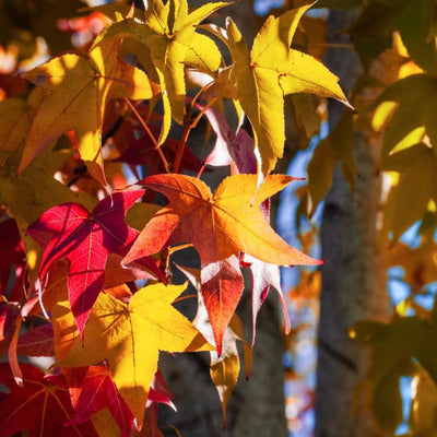 American Sweet Gum - Heaven Bound