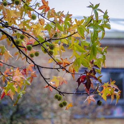 American Sweet Gum - Heaven Bound