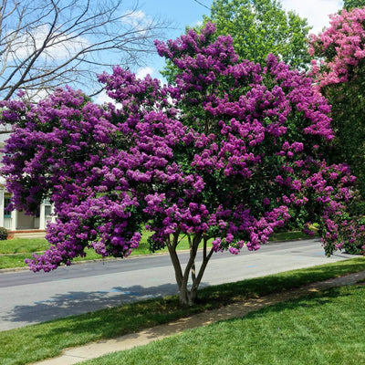 Crape Myrtle (Purple)