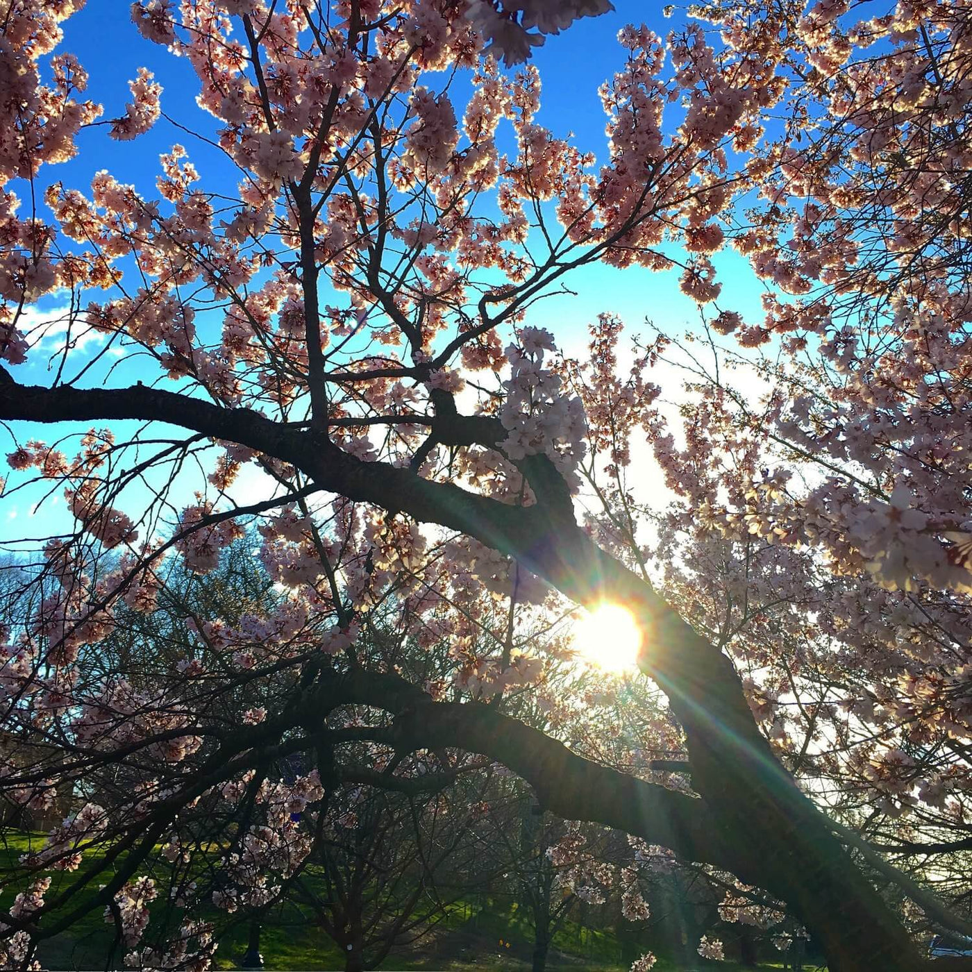 Japanese Flowering Cherry (Yoshino) - Heaven Bound