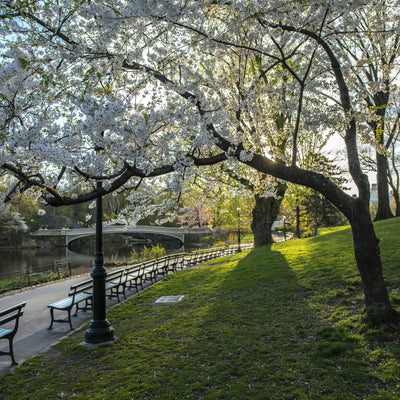Japanese Flowering Cherry (Yoshino) - Heaven Bound