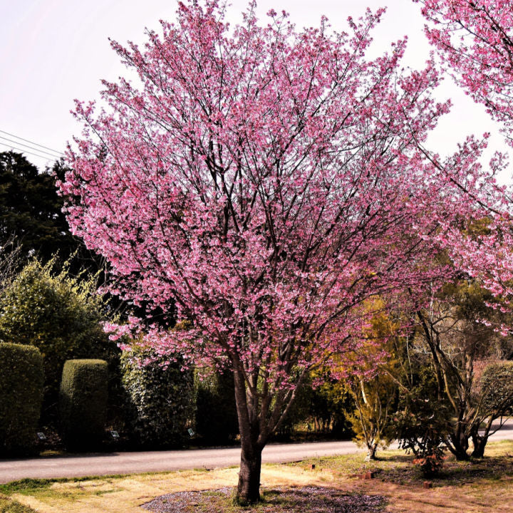 Okame Flowering Cherry - Messenger